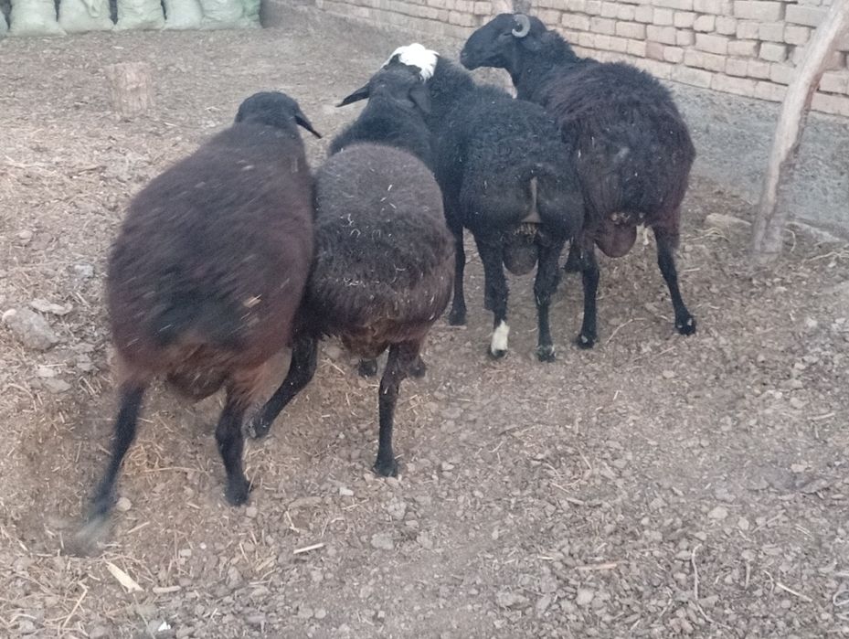 Qoʻchqorla chiroyli sotiladi