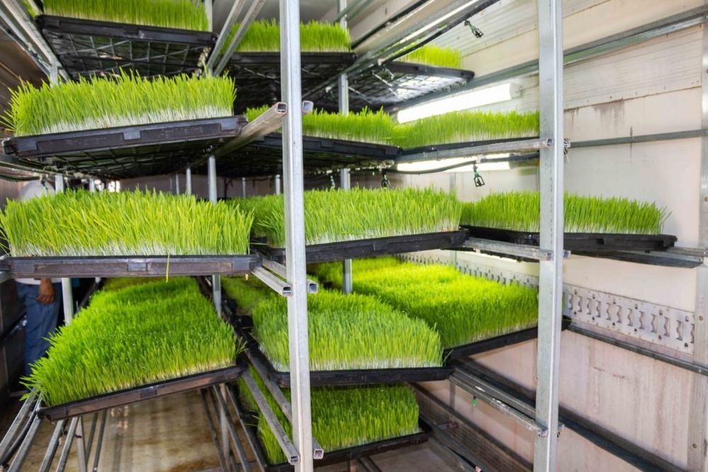 Гидропоника майса