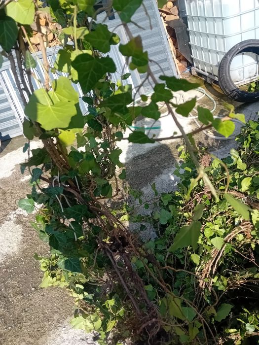 Vând iederă plantă cu frunza veșnic verde