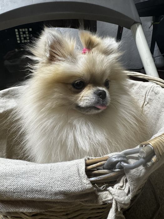 Потерялась собака