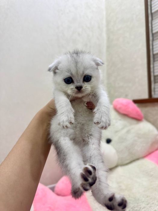 серебристая шиншилла