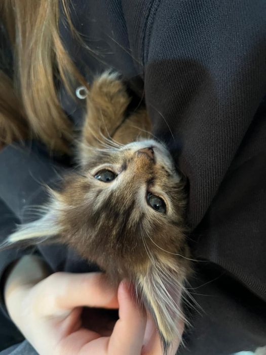 Отдам котенка в хорошие руки