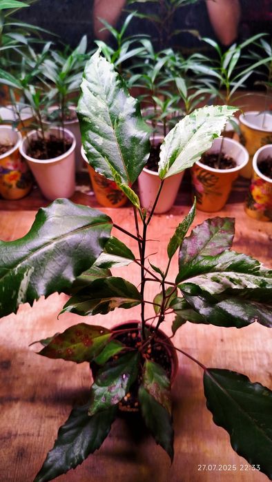 Гибискус вареигатный