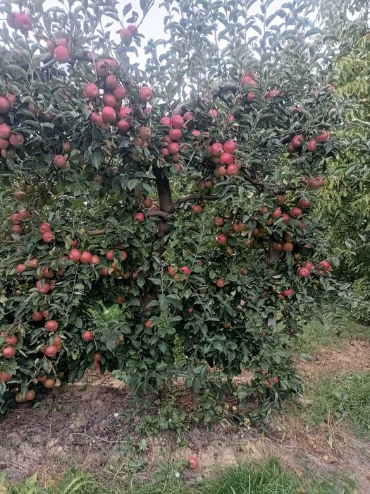 Vand Mere si Pere