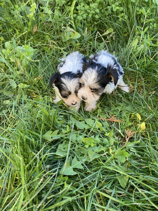 Йорки/йоркширски териер/Бивер/Бивър