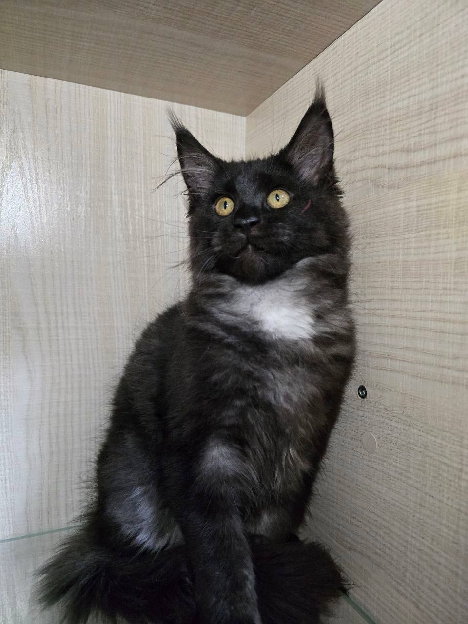 Продаются котята