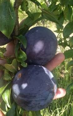 Pomi Fructiferi  deosebiti  prun black diamond