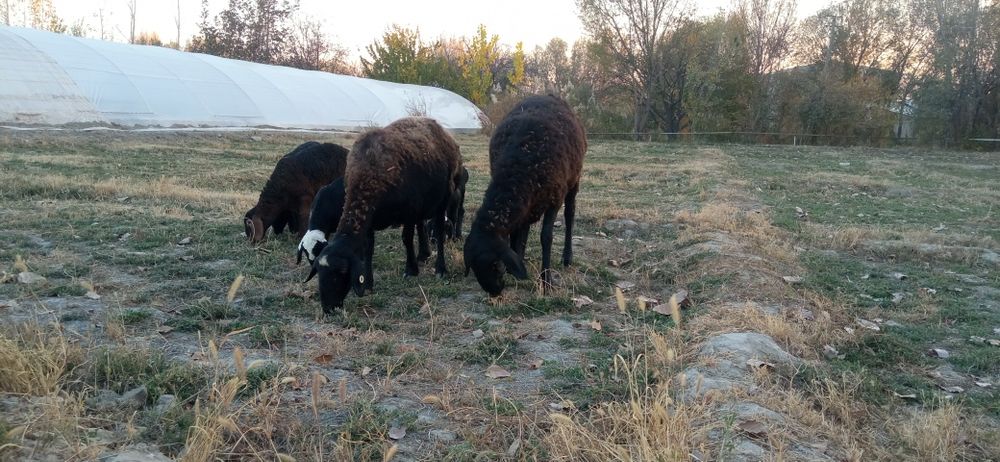 Қўй қўзилар сотилади