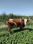 Juncă gestantă 7.5 luni – 10.000 lei