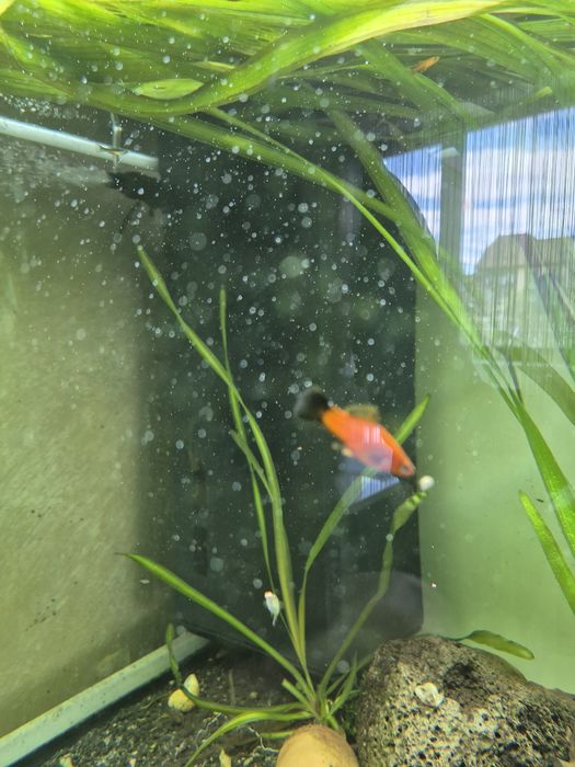 Acvariu Juwel 350 led