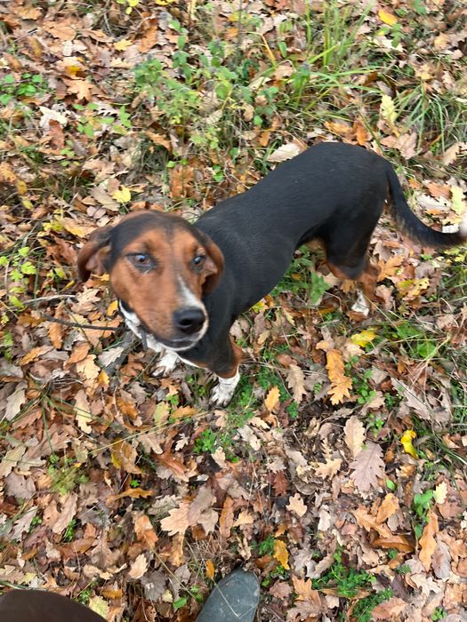 Продавам четири гончета