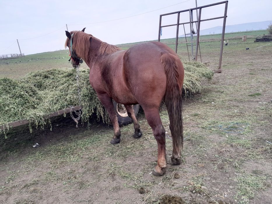 Cal de 6 ani de vânzare