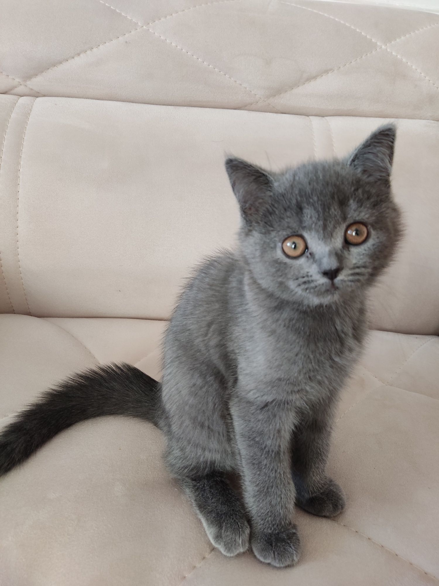 Продаются котята Бритиш фолд Бритиш страйт