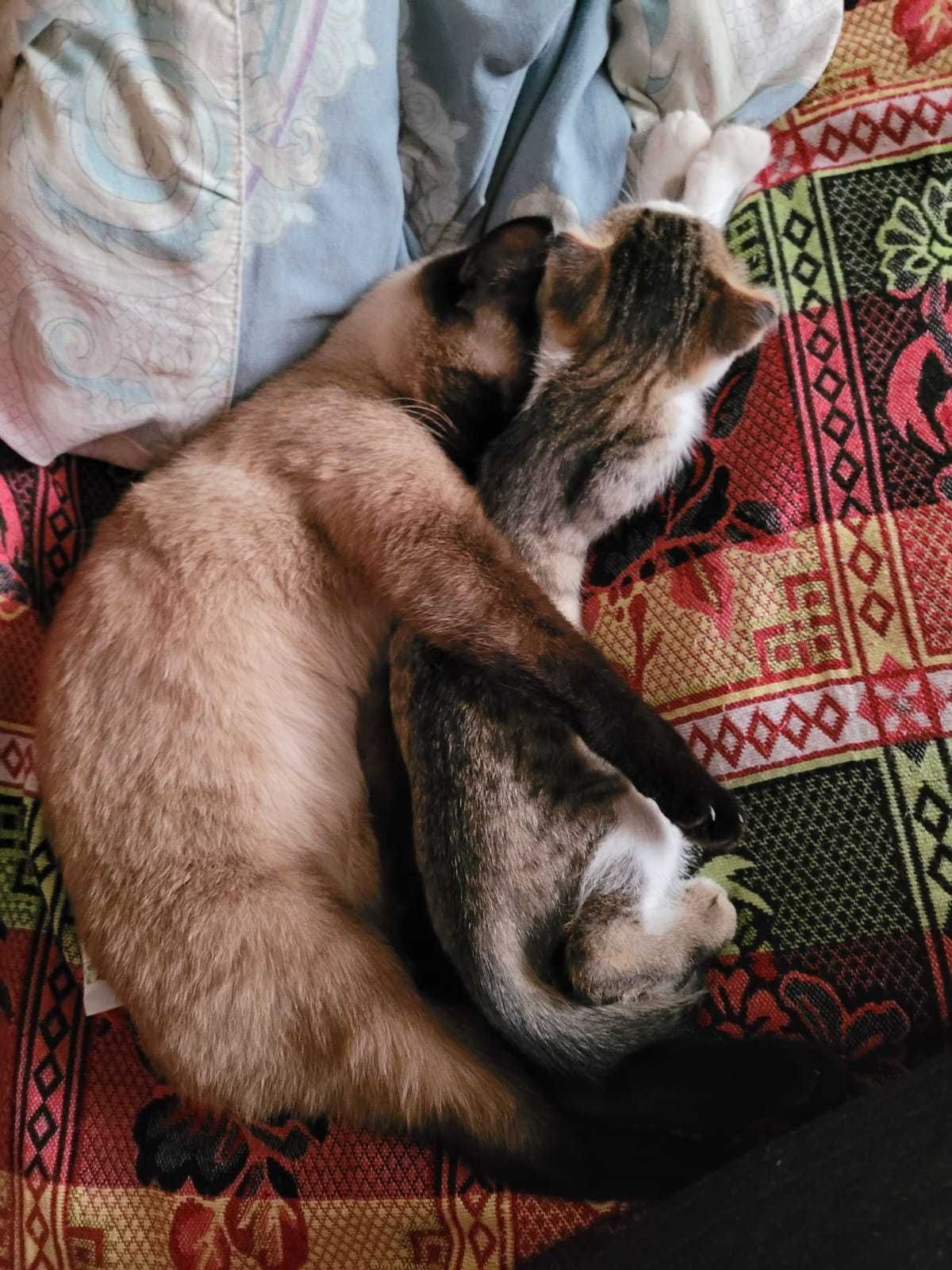 Отдам кошку 9 лет и кота 2 года