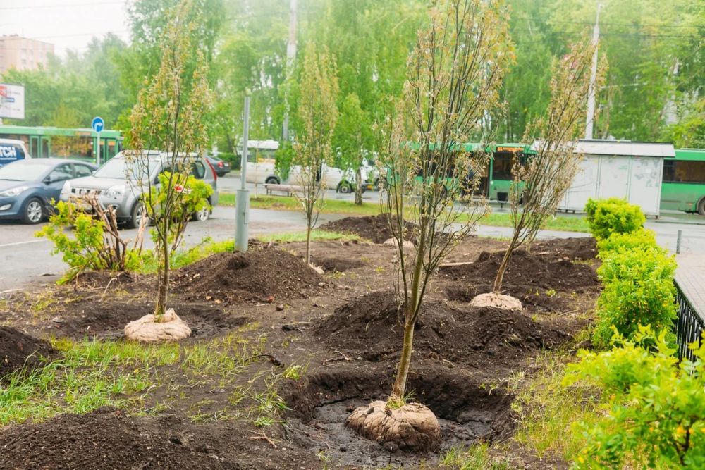 Посадка деревьев. Газон. Автоматический полив.
