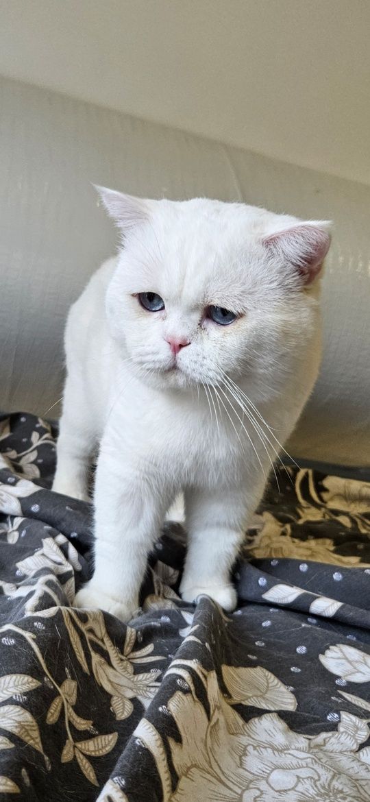 British shorthair ALB