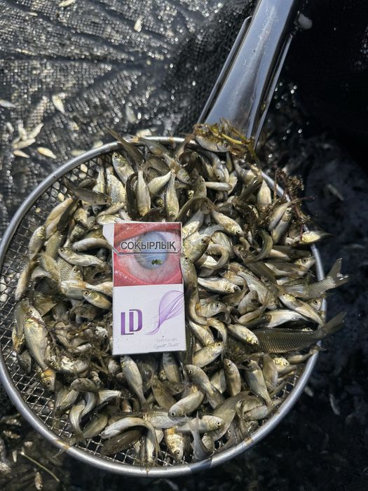 Малёк карпа амура толстолоьа