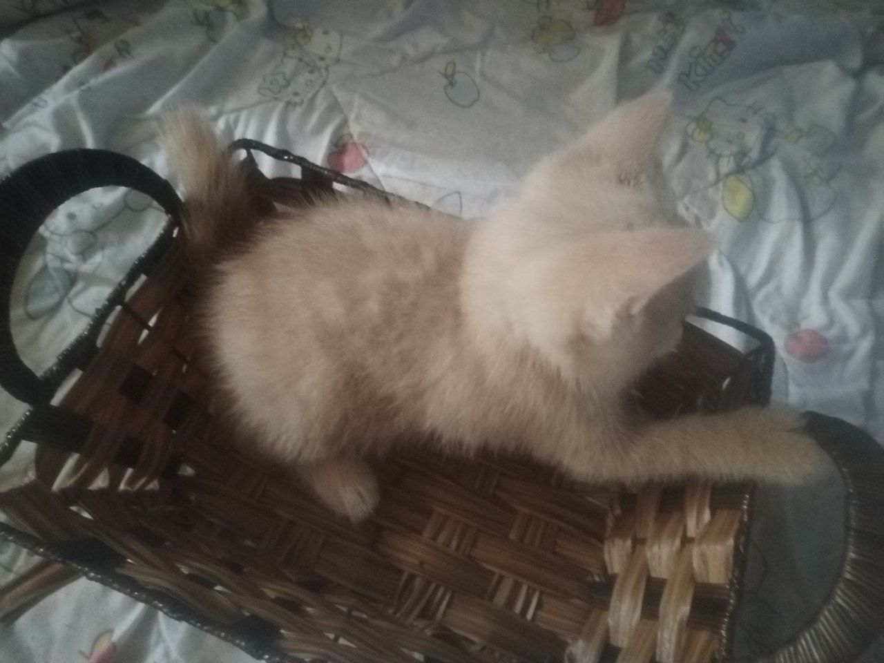 Продаются котята