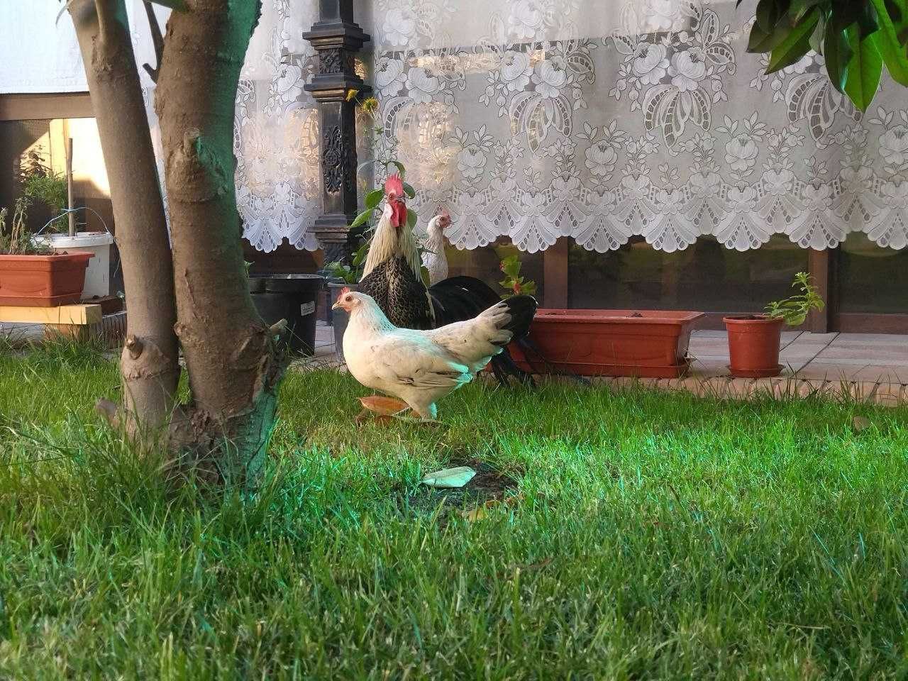 Продается куры породы Феникс