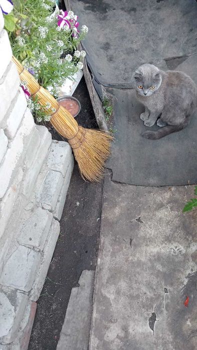 На дачах прибился породистый кот. Ищем прежних или новых владельцев!