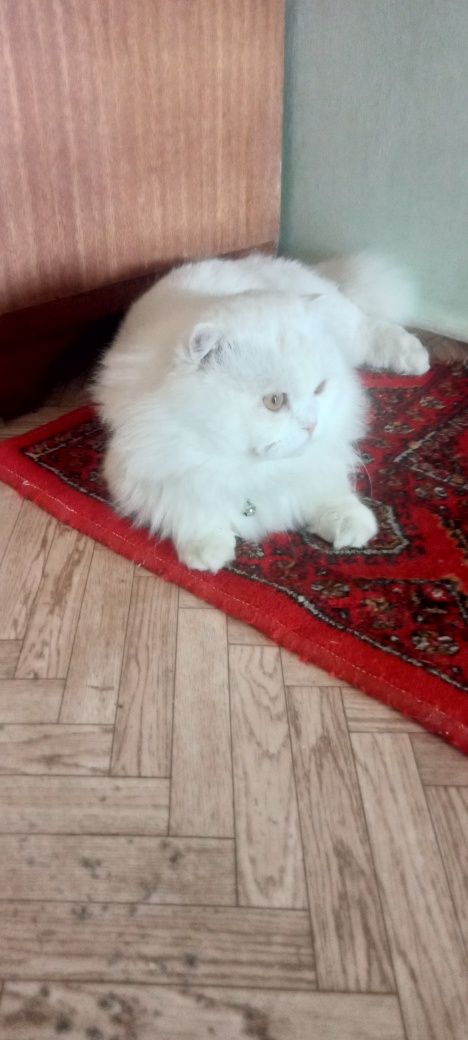 Приглашаем на вязку кошечек!!!