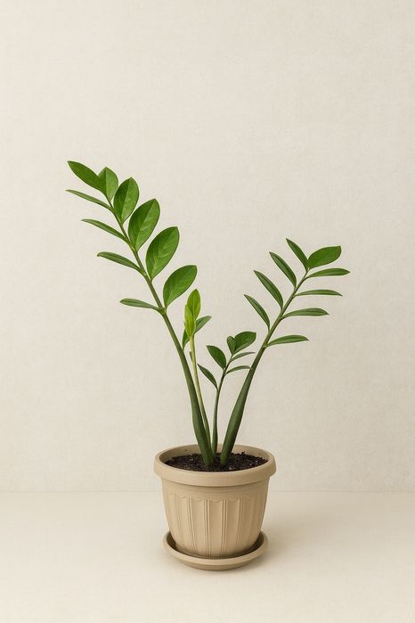 Продаю Замиокулькас (Долларовое дерево)