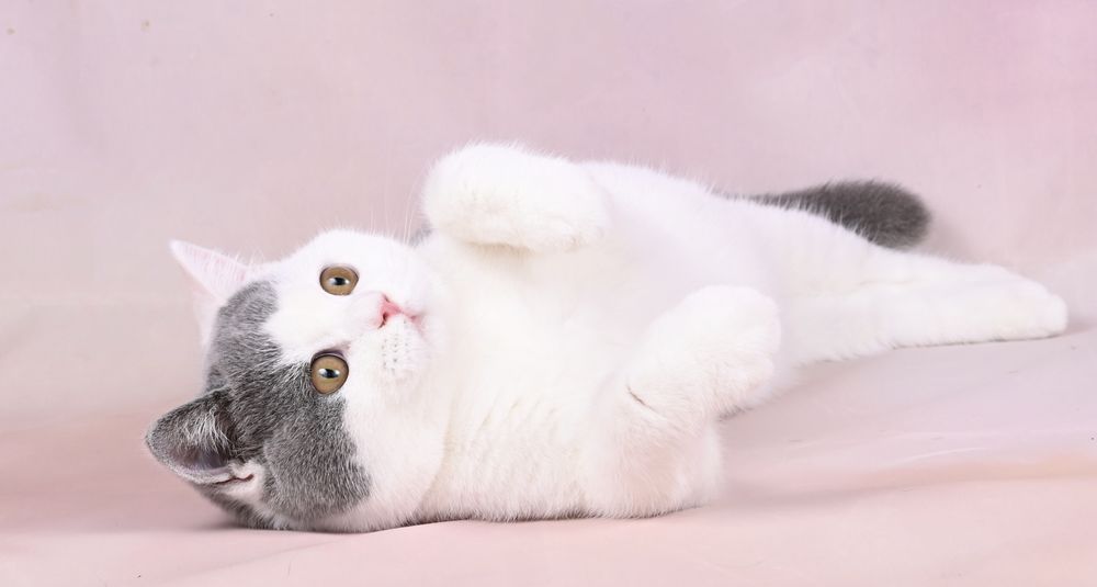 Pisicuță British  Shorthair bicoloră alb-albăstruie cu pedigree
