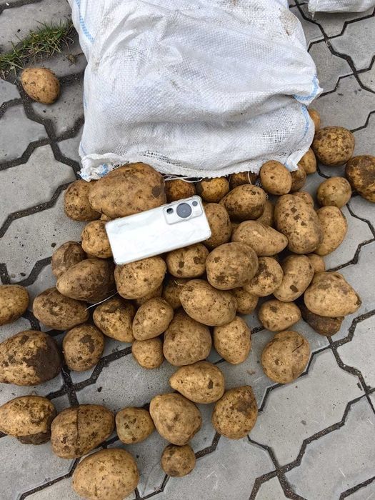 картофель продам оптом