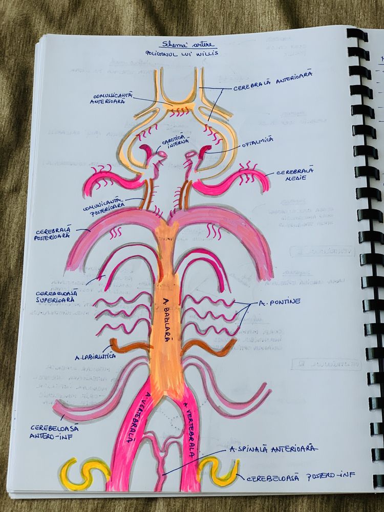 Caiet notite anatomie an 1 semestrul II