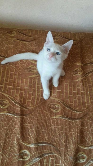 Отдам двоих красивых мальчиков котят Ангороской породы в хорошие руки
