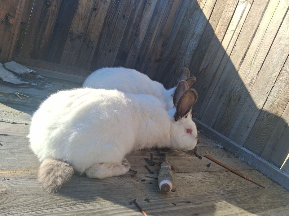 Iepuri  californieni