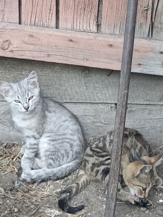 Отдам котят в хорошие руки
