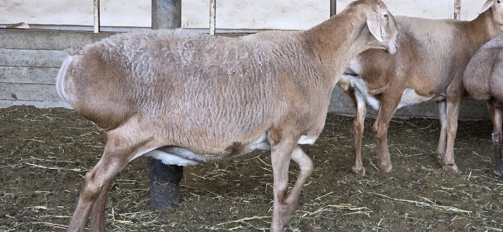 3 - qoringa bo'g'oz xudo xoxlasa