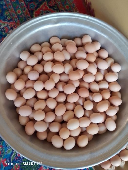 Uy sharoitida boqilga tovuq tuxumi bor