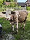 Animale. Vaci.      .