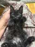 Отдам в добрые руки котенок