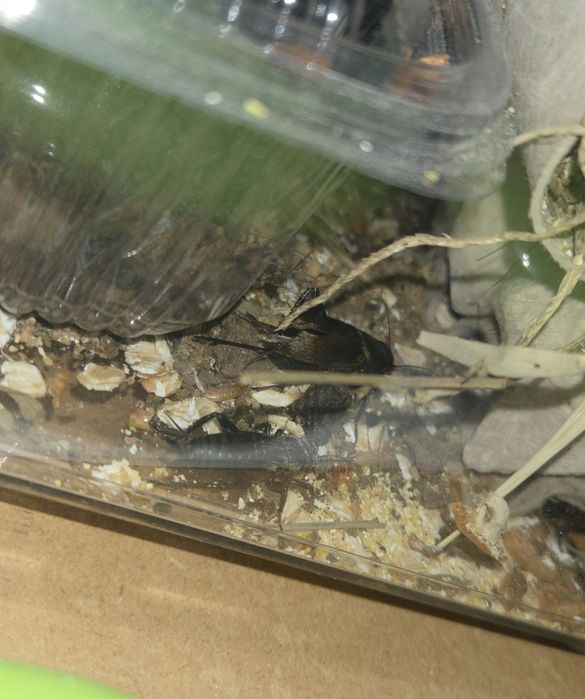 Gryllus bimaculatus-greieri