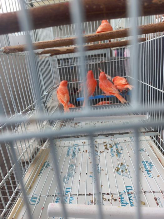 Vând canari gospodăria proprie