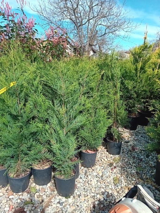 Tuia leylandii chiparos