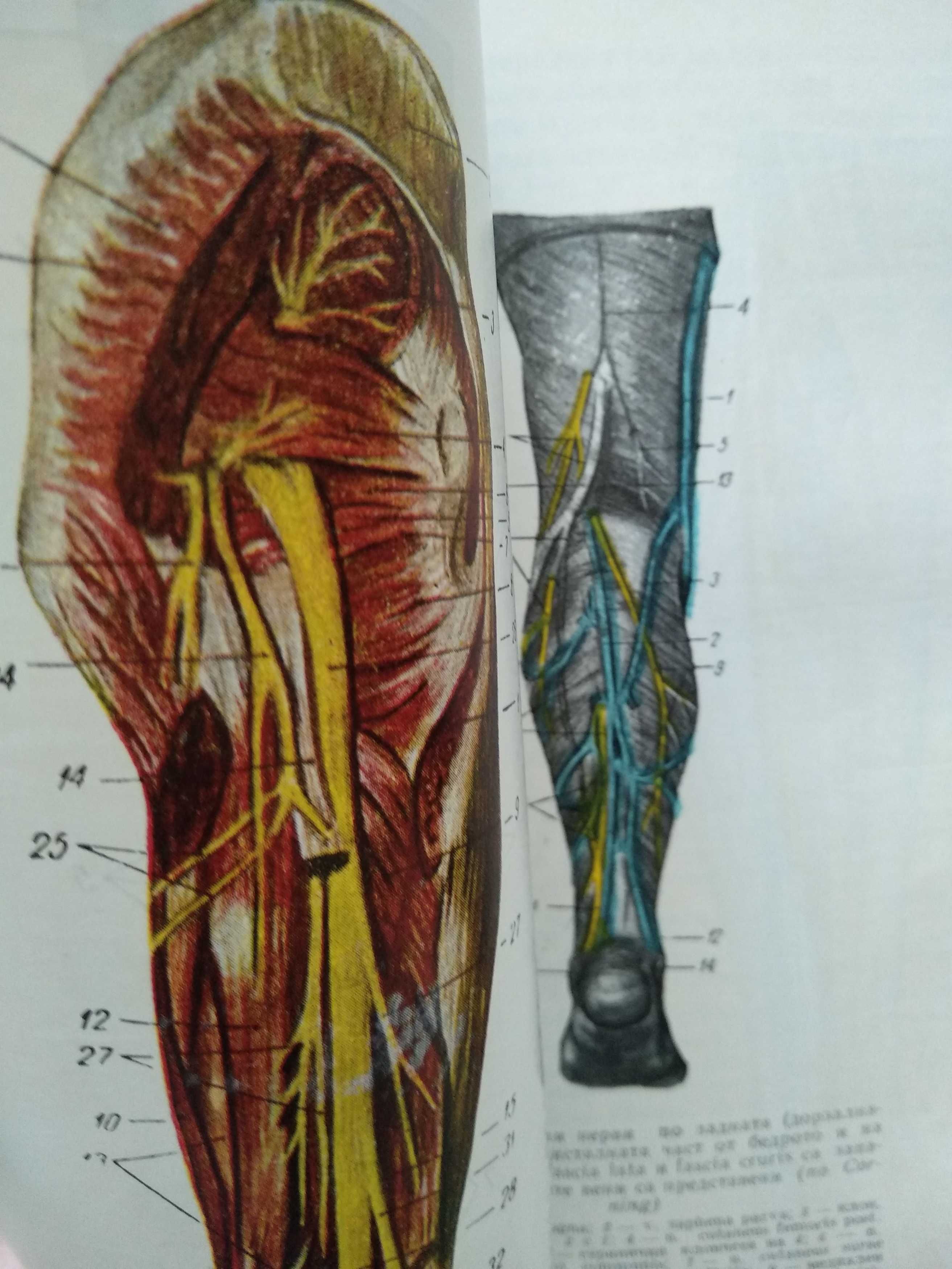 Анатомия на човека-атлас-том-2 -Цветна-1964г-Станишев, Балан, Каданов