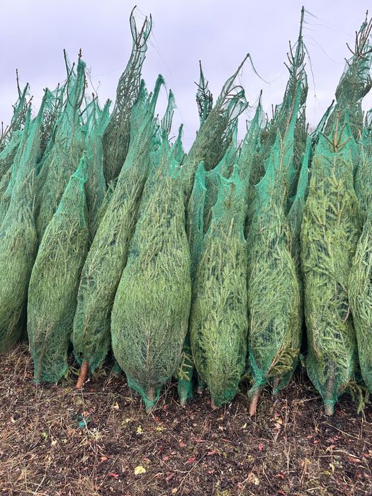 Ель живая новогодняя