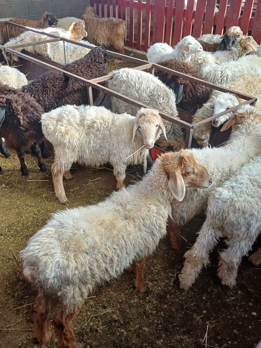 Токтылар сатылады