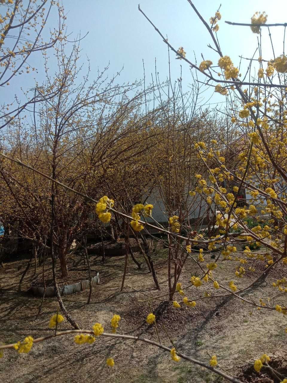 Саженцы Кизил-Лукъяновский-Влодимирский!