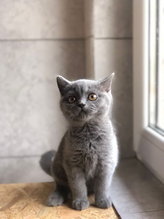British shorthair blue