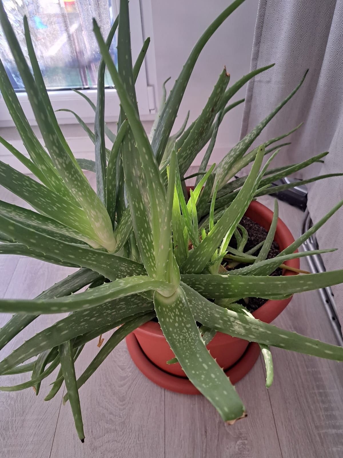 Aloe vera tara origine Cipru