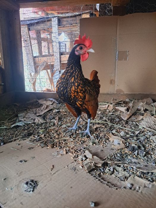 Vând cocosei Chabo și sebright auriu