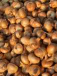 Vand ceapa bio,productie proprie