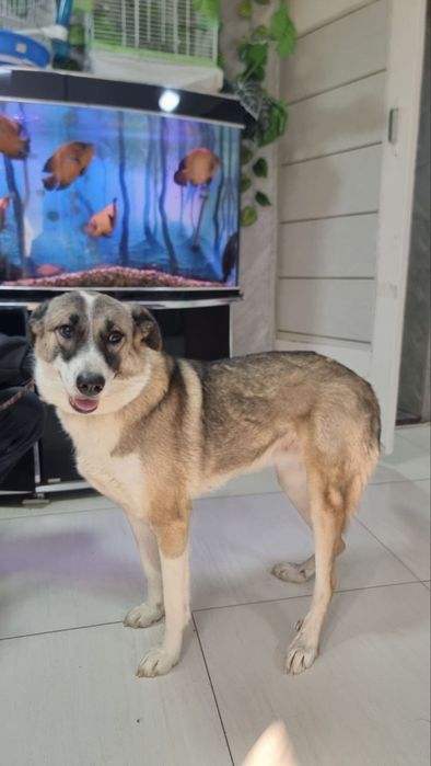 Отдаём собачку в добрые руки.