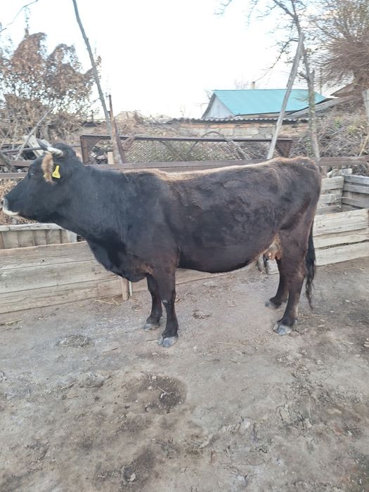 Сиыр жуас, корова домашняя