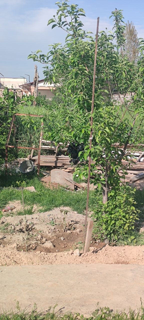 Quruq yer sotiladi manzil Toshkent shahar yangi hayot tumanida
